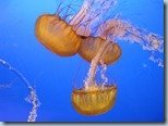 The Aquarium
