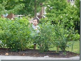 Blueberries Blueberries – how I love to eat ‘em