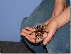 Bug Museum