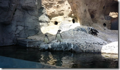Daddy and Madeline go to the aquarium
