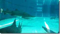 vlcsnap-2013-08-26-15h01m21s221 vlcsnap-2013-08-26-15h01m21s221