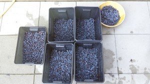 Bleuberries!